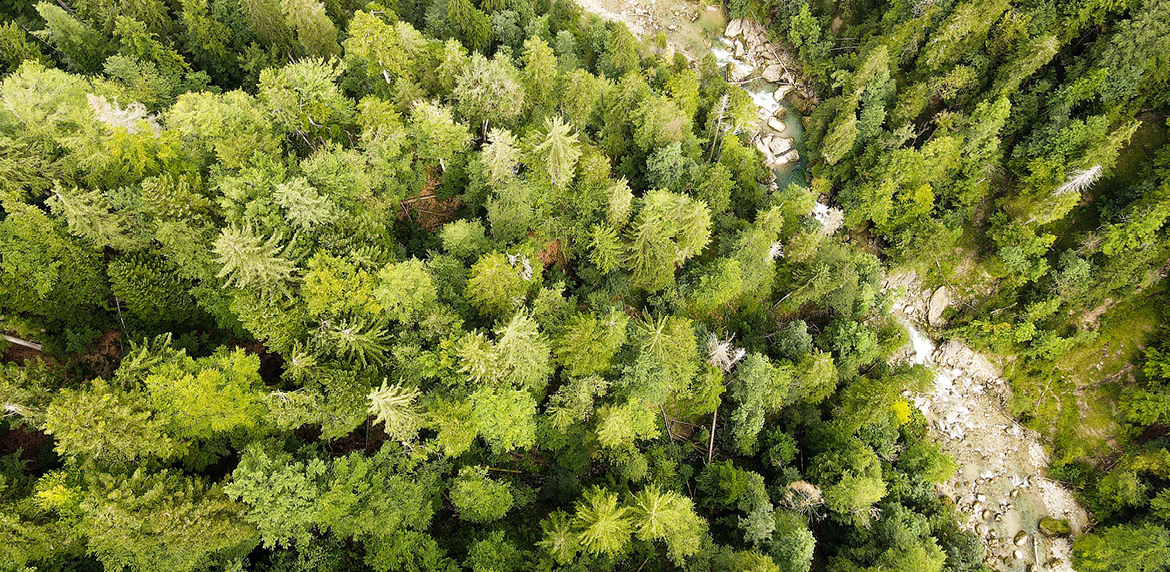 Bild von einem Tannenwald aus der Luft