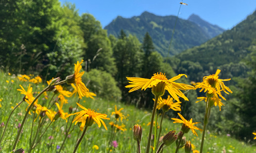 Bild von gelben Arnika-Blüten
