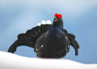 Das Bild zeigt ein Raufußhuhn