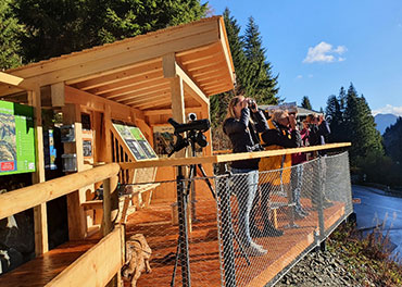 Der Link führt zur Seite Gemsbeobachtungsstation am Riedbergpass