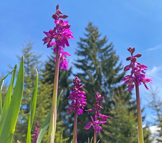 Mehrere pinke Orchideenblüten sind von unten mit Blick Richtung blauem Himmel fotografiert