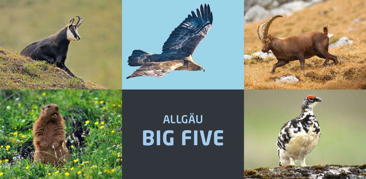 Bild der big five und dem Schriftzug Allgaeu big five