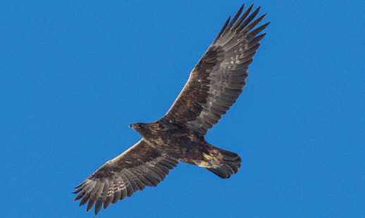 Bild von einem Steinadler