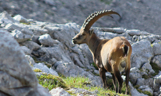 Bild von einem Steinbock