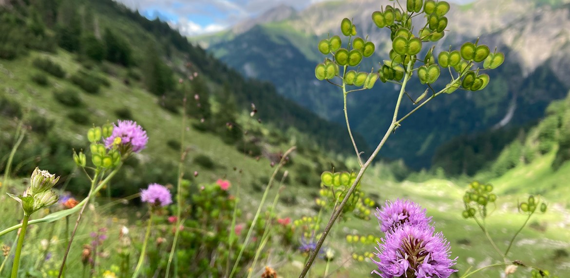 Viele bunte Blüten auf einer Alpweide vor einem Bergpanorama