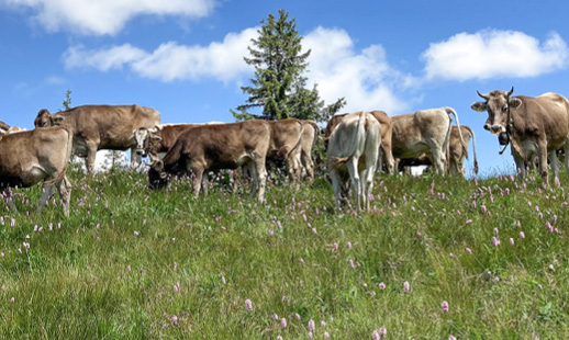 Bild von einer Herde Kühe