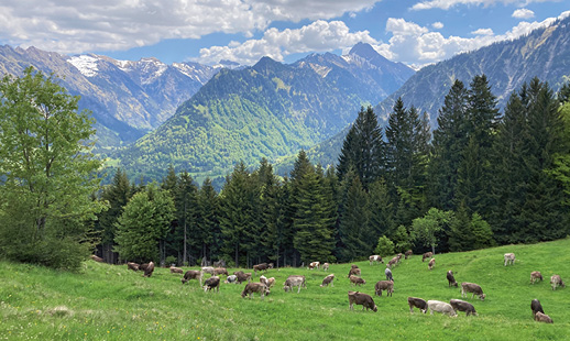 Bild von einer großen Herde Kühe auf einer Alpweide