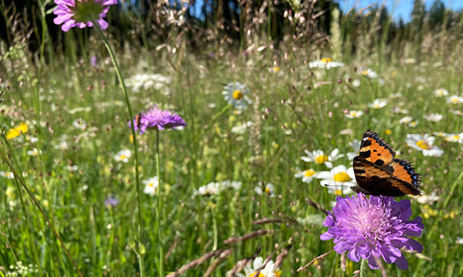 Bild von einem Schmetterling auf einer Blume