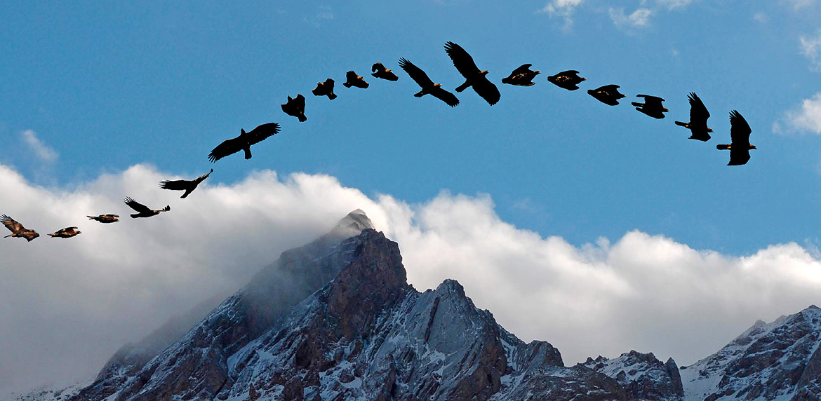 Bild von einem Vogel