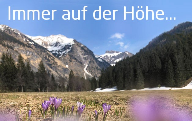 Krokusse vor einer schneebedeckten Bergkulisse